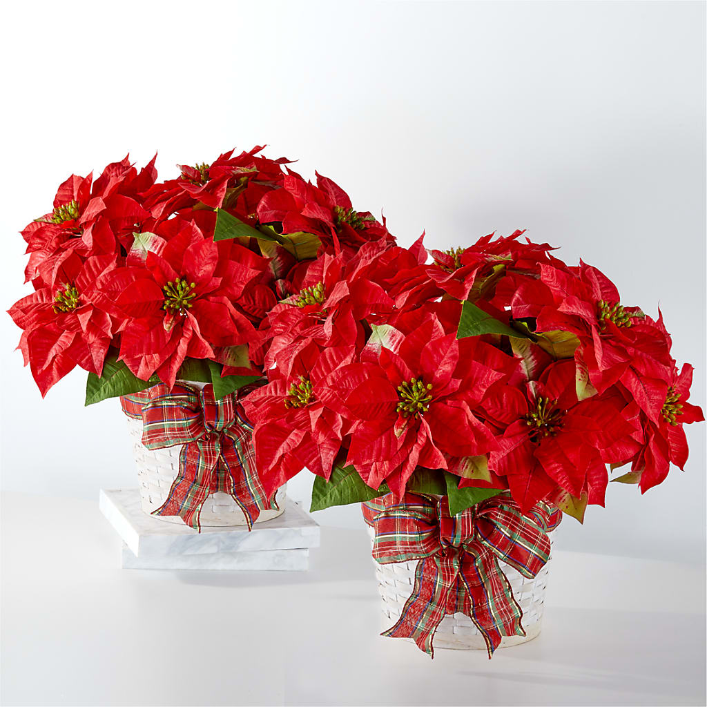 Happiest Holidays Poinsettia Bundle – Usa Flowershop Llc, Pompano Beach FL