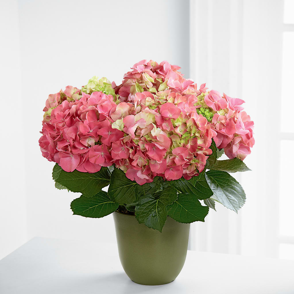 Pink Hydrangea Planter – Usa Flowershop Llc, Pompano Beach FL