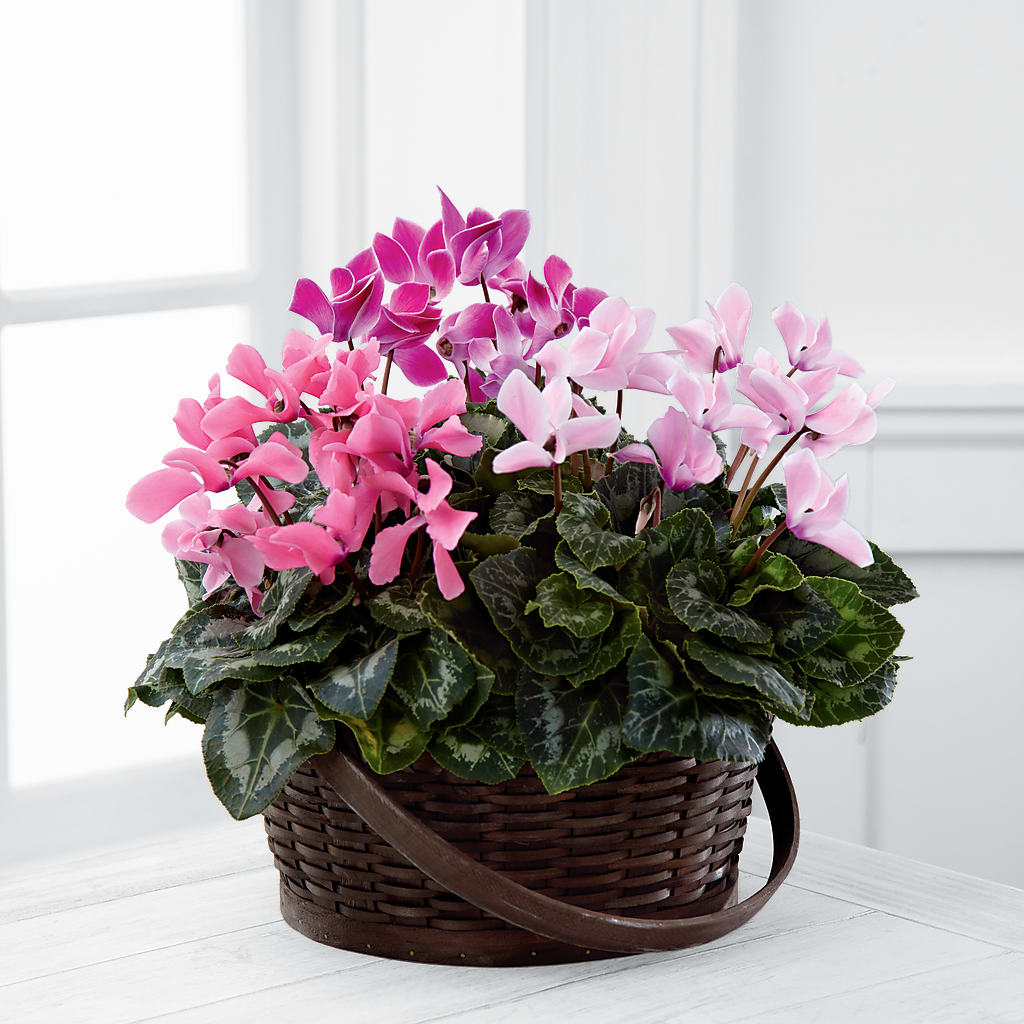 Mixed Cyclamen Planter – Usa Flowershop Llc, Pompano Beach FL