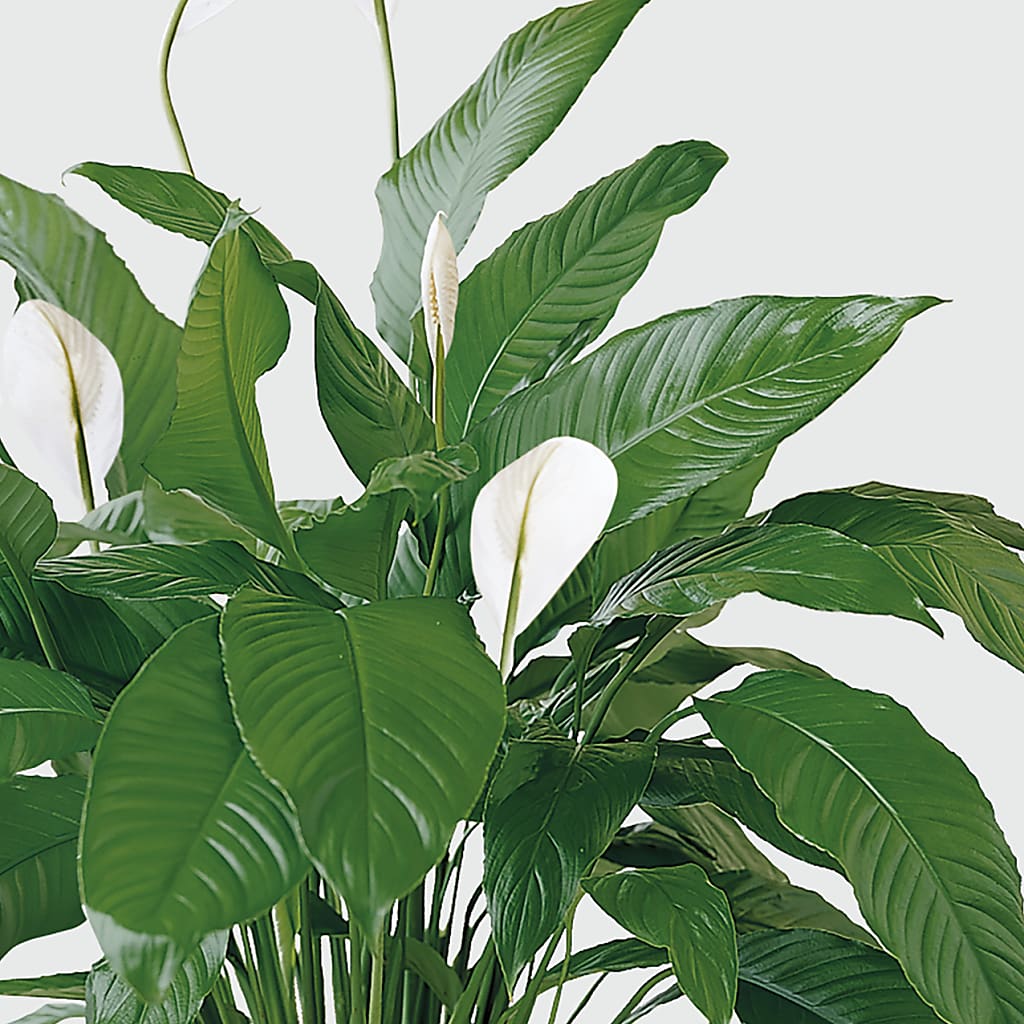 Tranquil Moments Peace Lily Plant – Usa Flowershop Llc, Pompano Beach FL