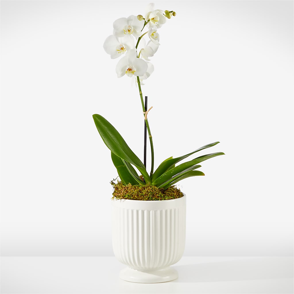 Whispering White Orchid – Usa Flowershop Llc, Pompano Beach FL