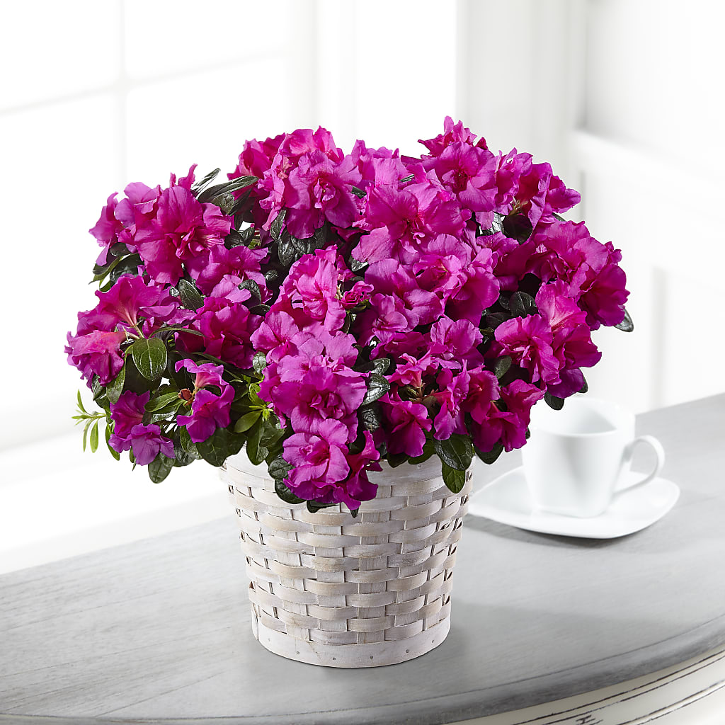 Hope & Serenity Azalea Plant – Usa Flowershop Llc, Pompano Beach FL