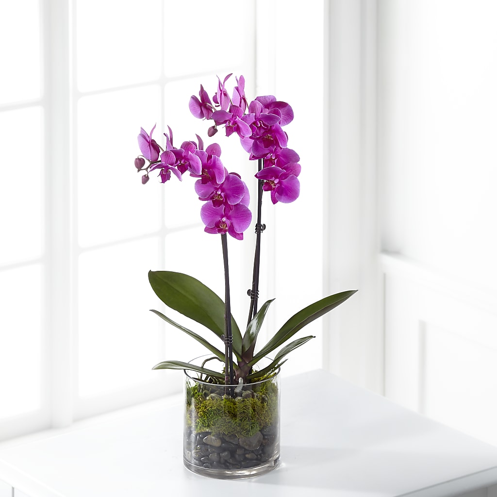 Pink Orchid Plant – Usa Flowershop Llc, Pompano Beach FL