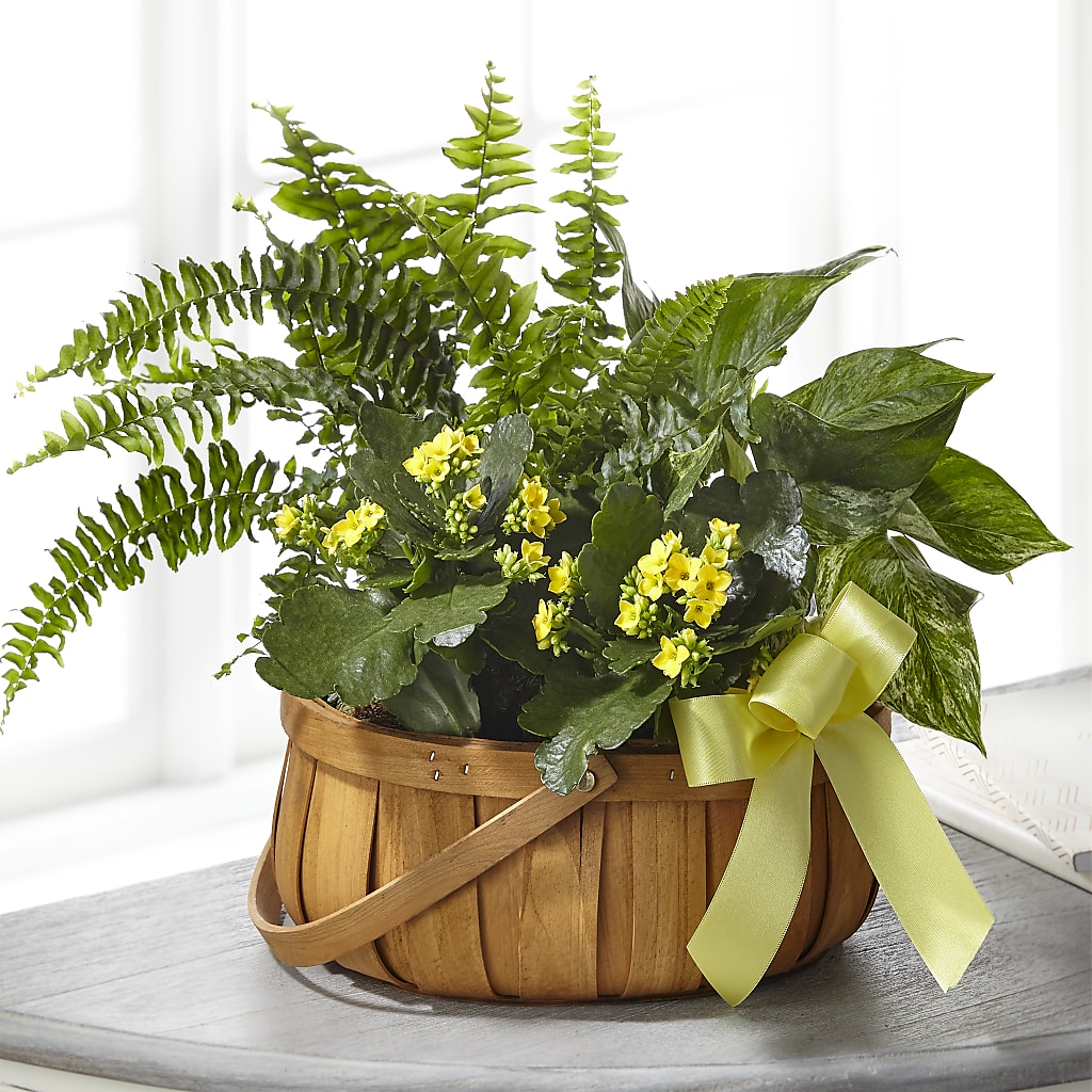 Always Dear Dishgarden – Usa Flowershop Llc, Pompano Beach FL