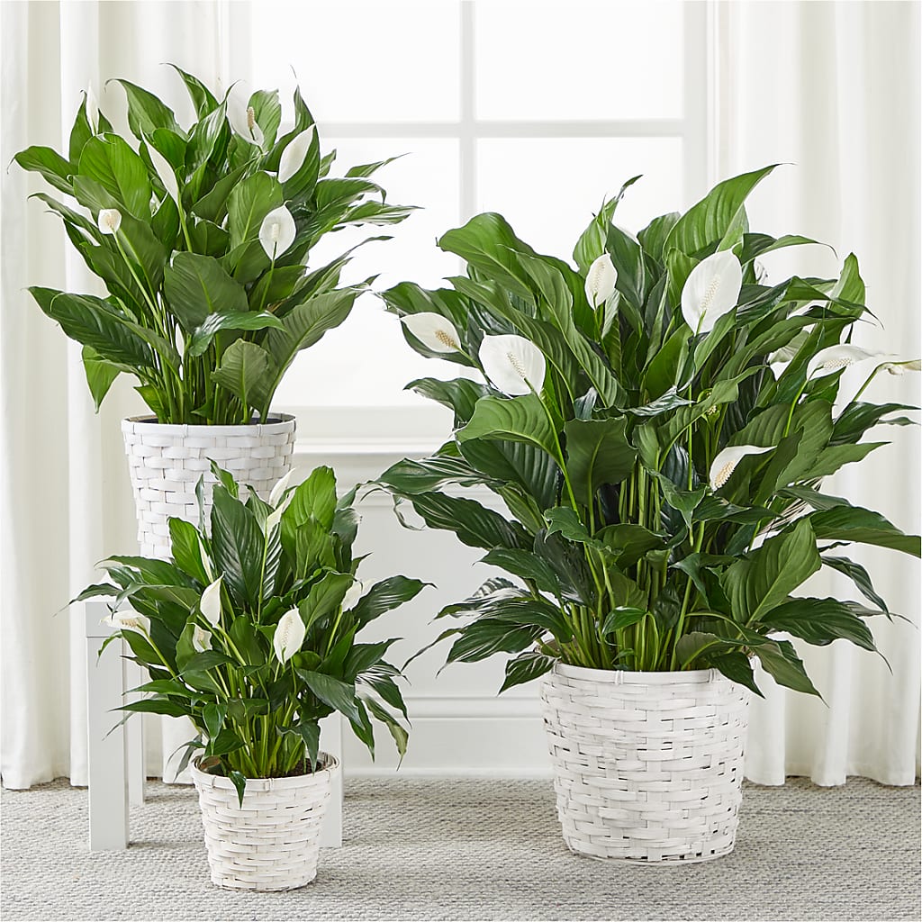 A New Leaf Peace Lily – Usa Flowershop Llc, Pompano Beach FL