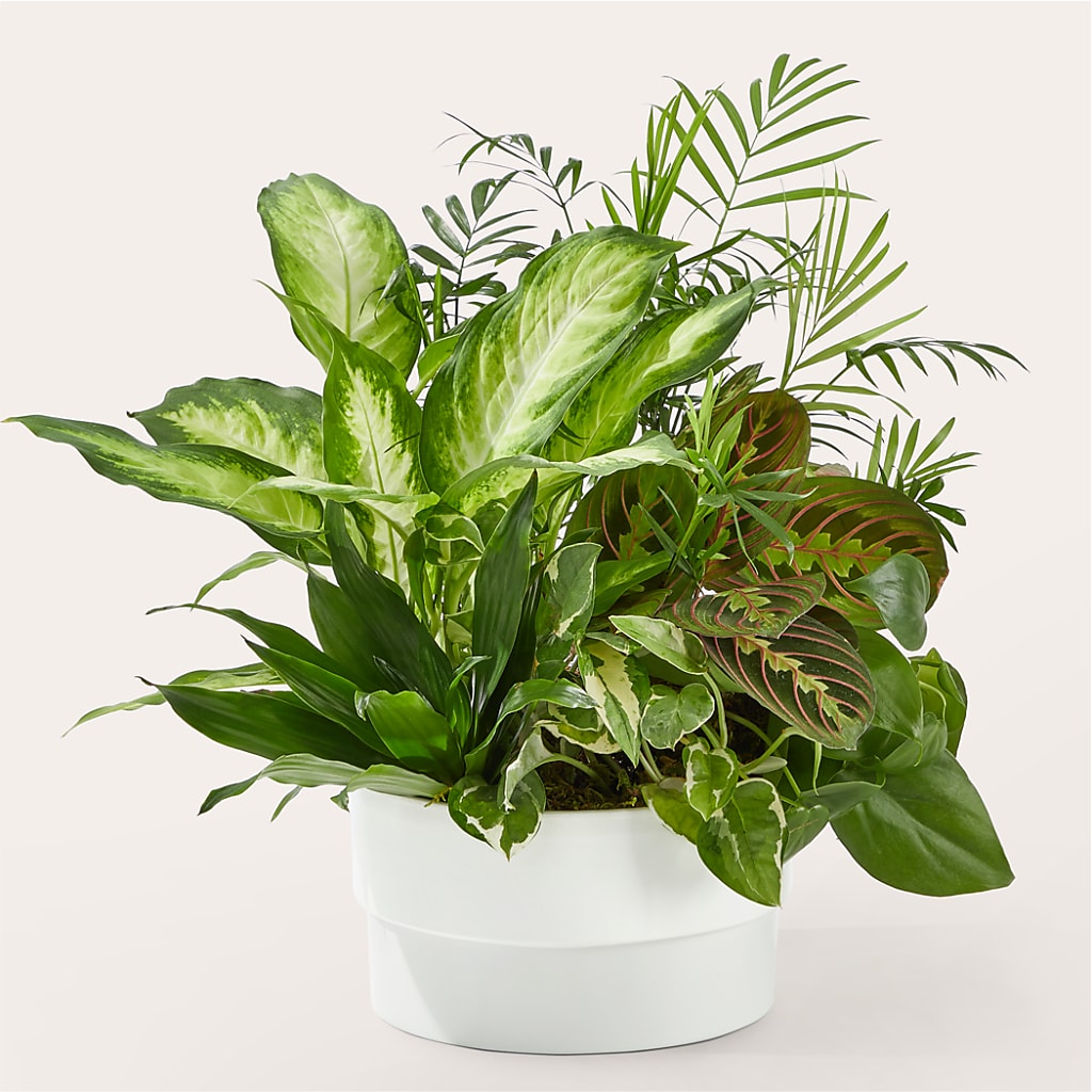 Radiating Positivity Dishgarden – Usa Flowershop Llc, Pompano Beach FL