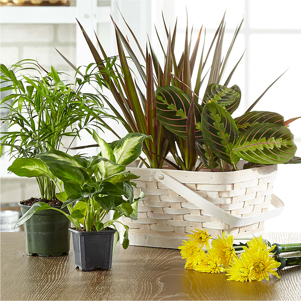 Florist Designed Blooming and Green Plants in a Basket –  Usa Flowershop Llc, Pompano Beach FL