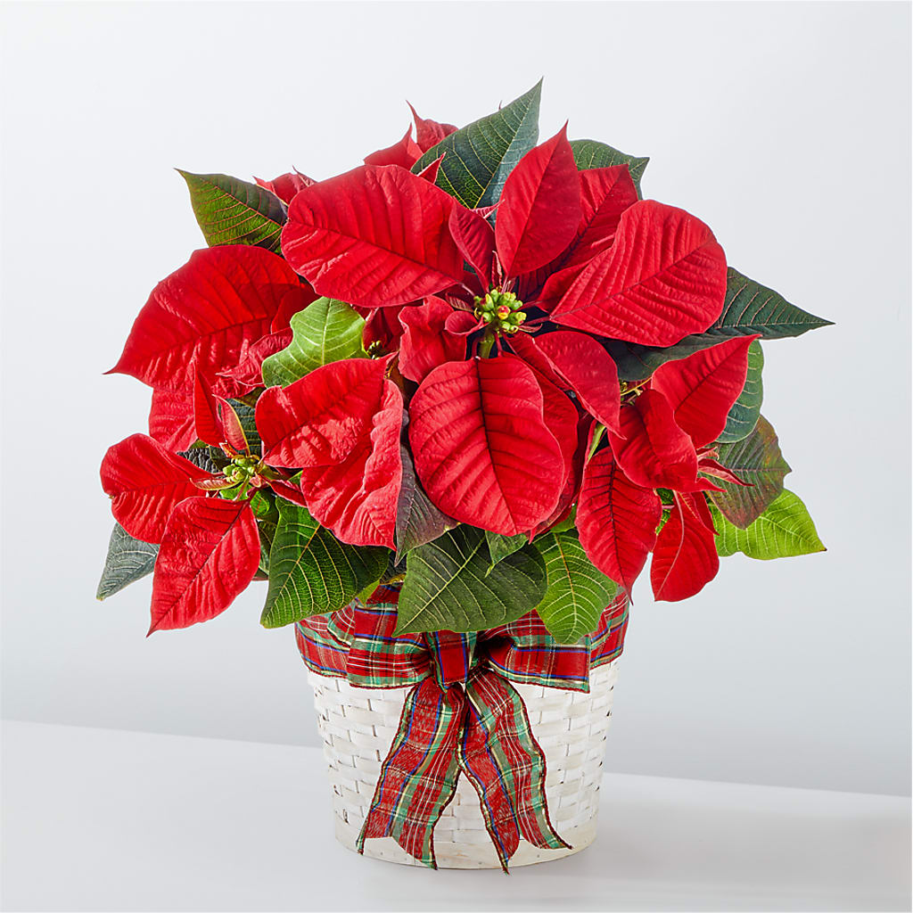 Happiest Holidays Poinsettia –  Usa Flowershop Llc, Pompano Beach FL