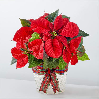 Happiest Holidays Poinsettia –  Usa Flowershop Llc, Pompano Beach FL
