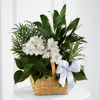 Peace & Serenity Dishgarden –  Usa Flowershop Llc, Pompano Beach FL