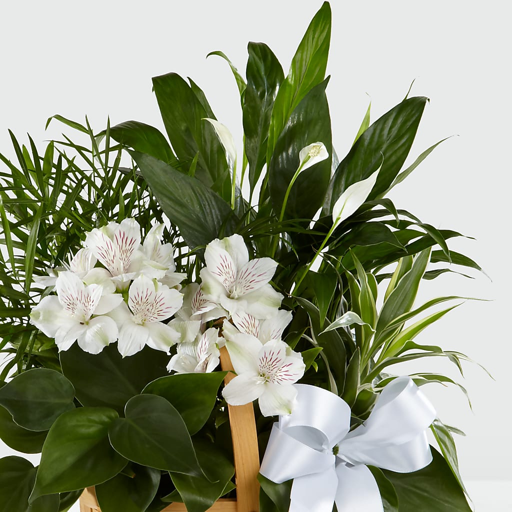 Peace & Serenity Dishgarden –  Usa Flowershop Llc, Pompano Beach FL