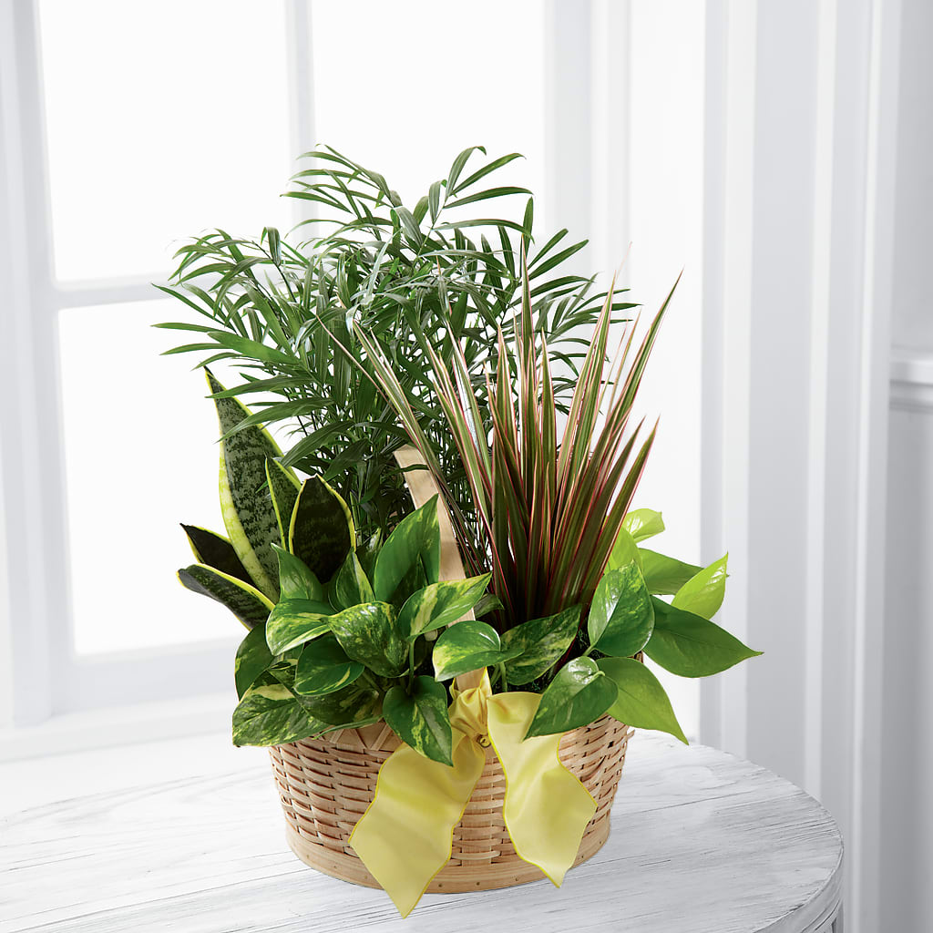 French Garden –  Usa Flowershop Llc, Pompano Beach FL