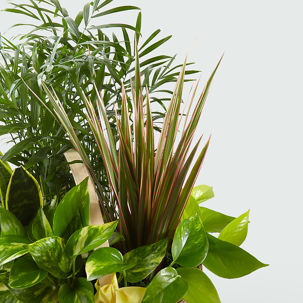 French Garden –  Usa Flowershop Llc, Pompano Beach FL