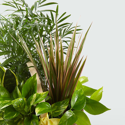 French Garden –  Usa Flowershop Llc, Pompano Beach FL