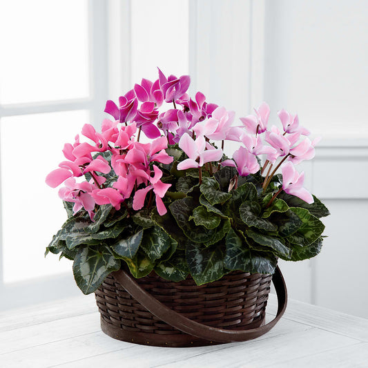 Mixed Cyclamen Planter –  Usa Flowershop Llc, Pompano Beach FL