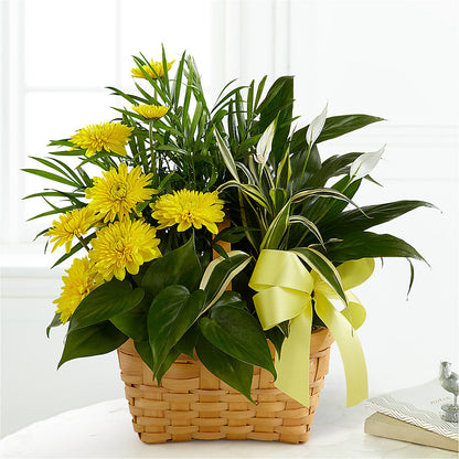 Loving Light Dishgarden –  Usa Flowershop Llc, Pompano Beach FL