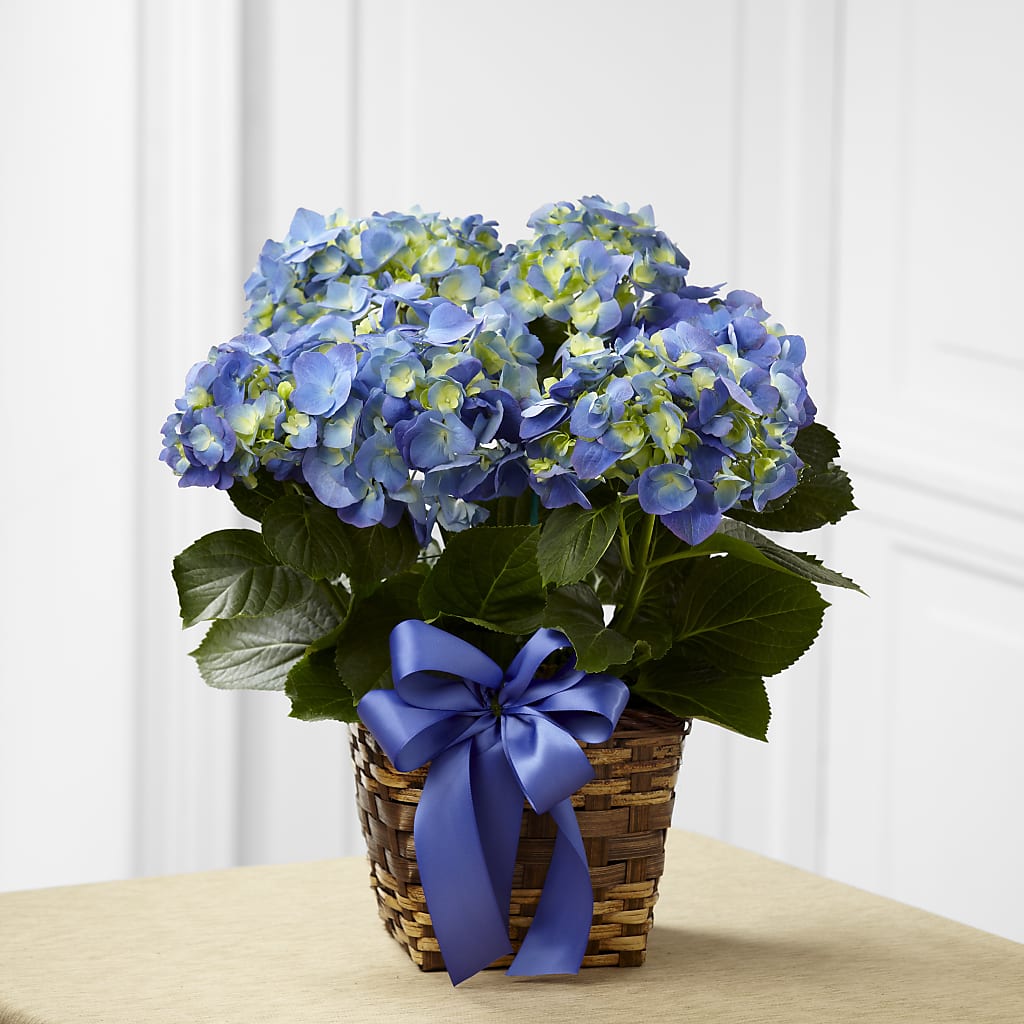 Blue Hydrangea Planter –  Usa Flowershop Llc, Pompano Beach FL