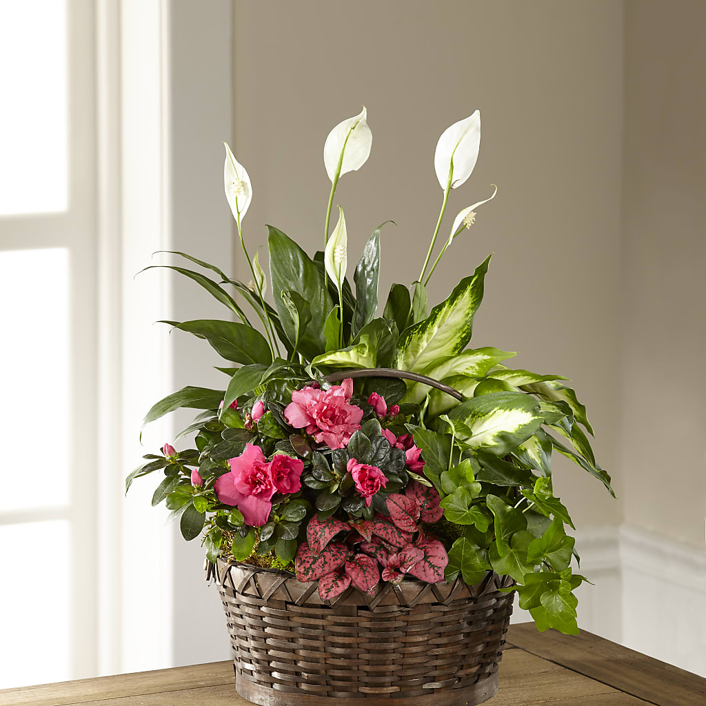 Dream in Pink Dishgarden –  Usa Flowershop Llc, Pompano Beach FL