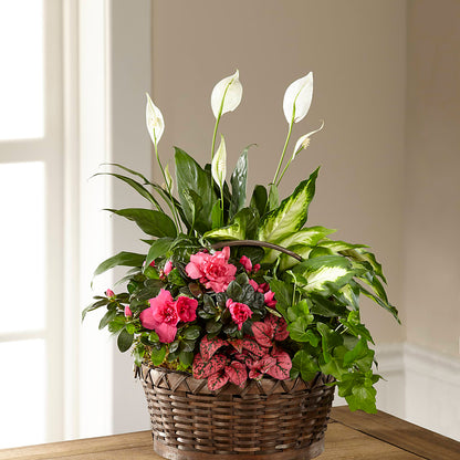 Dream in Pink Dishgarden –  Usa Flowershop Llc, Pompano Beach FL