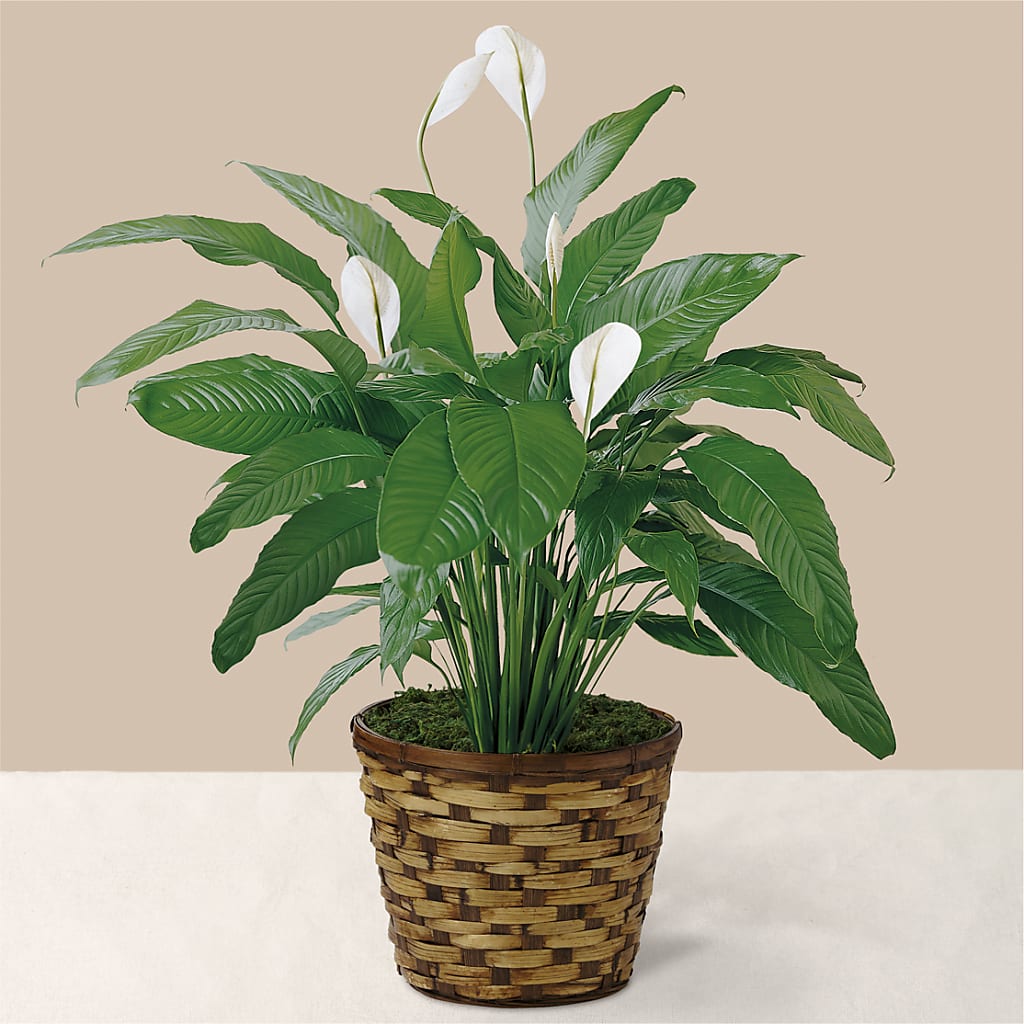 Tranquil Moments Peace Lily Plant –  Usa Flowershop Llc, Pompano Beach FL