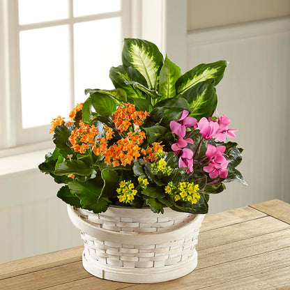 Color Crush Dishgarden –  Usa Flowershop Llc, Pompano Beach FL
