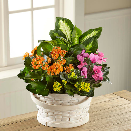 Color Crush Dishgarden –  Usa Flowershop Llc, Pompano Beach FL