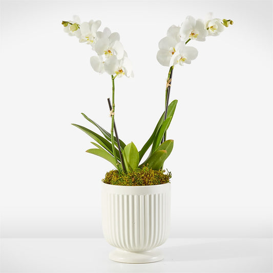 Whispering White Orchid –  Usa Flowershop Llc, Pompano Beach FL