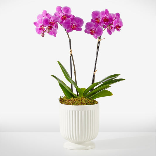 Friendly Fuchsia Orchid –  Usa Flowershop Llc, Pompano Beach FL