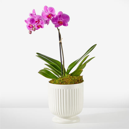 Friendly Fuchsia Orchid –  Usa Flowershop Llc, Pompano Beach FL