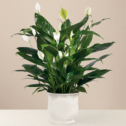 Comfort Planter –  Usa Flowershop Llc, Pompano Beach FL