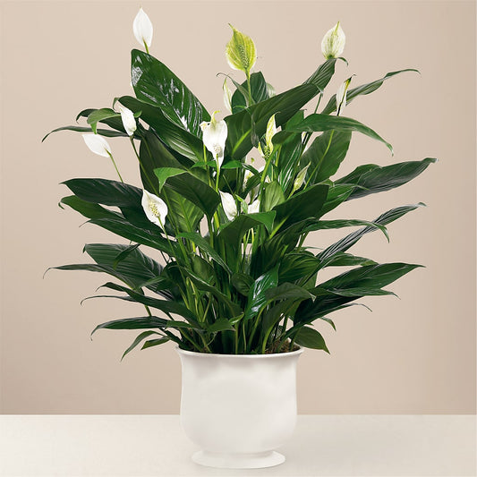 Comfort Planter –  Usa Flowershop Llc, Pompano Beach FL