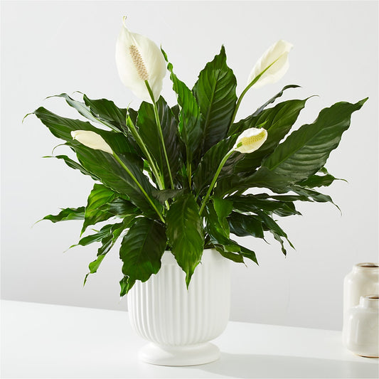 Comfort Planter –  Usa Flowershop Llc, Pompano Beach FL