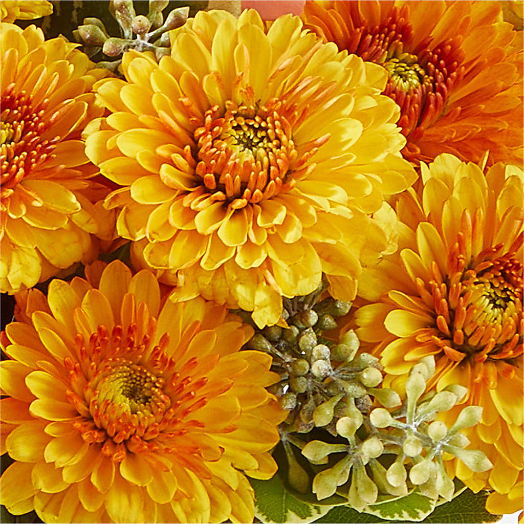 Peachy Pumpkin –  Usa Flowershop Llc, Pompano Beach FL
