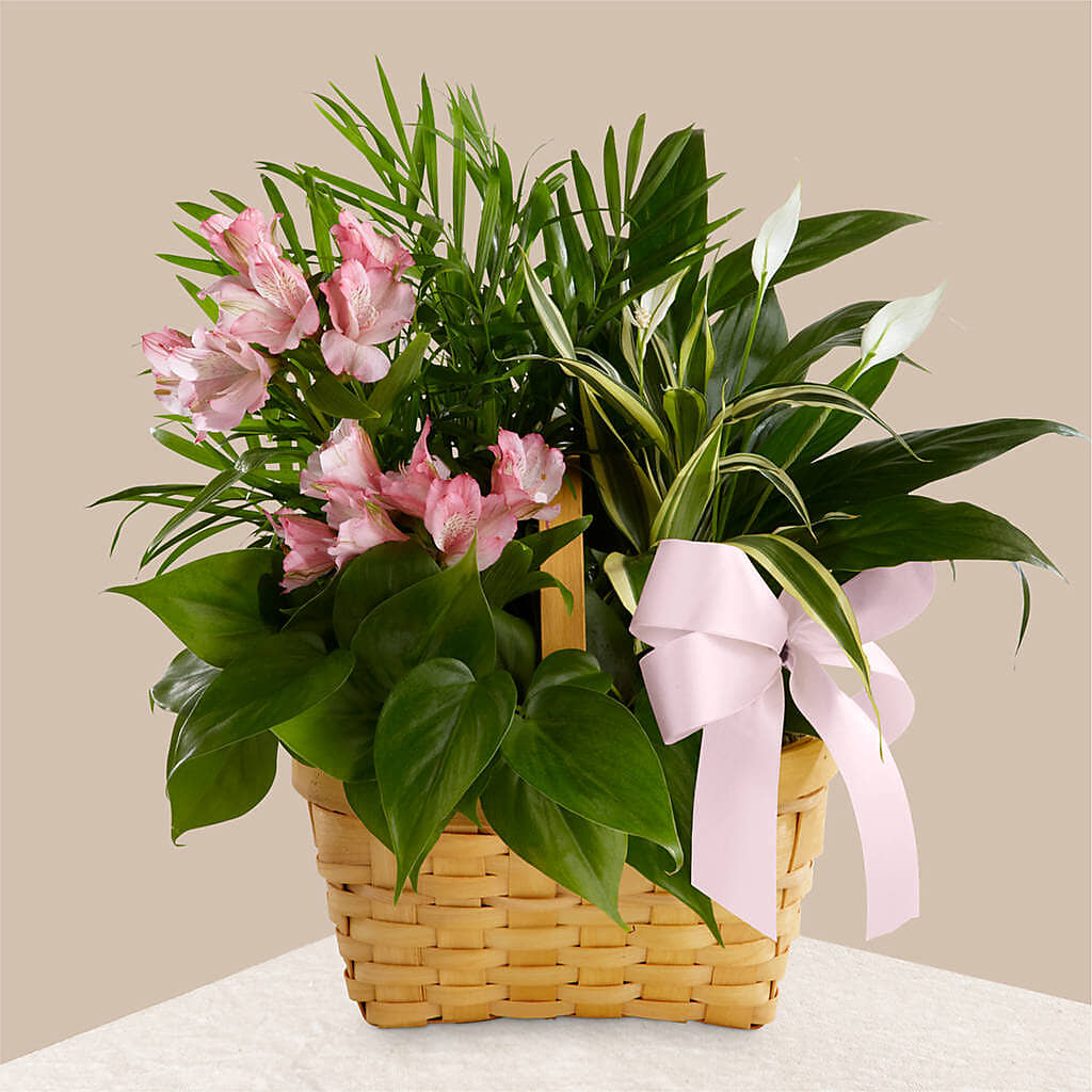 Living Spirit Dishgarden –  Usa Flowershop Llc, Pompano Beach FL