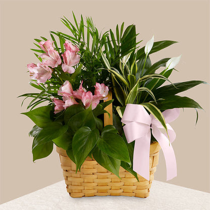 Living Spirit Dishgarden –  Usa Flowershop Llc, Pompano Beach FL