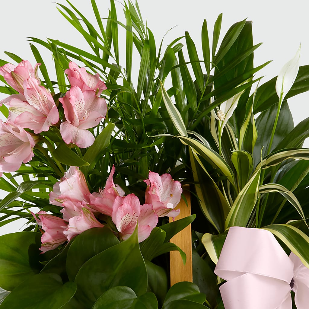 Living Spirit Dishgarden –  Usa Flowershop Llc, Pompano Beach FL