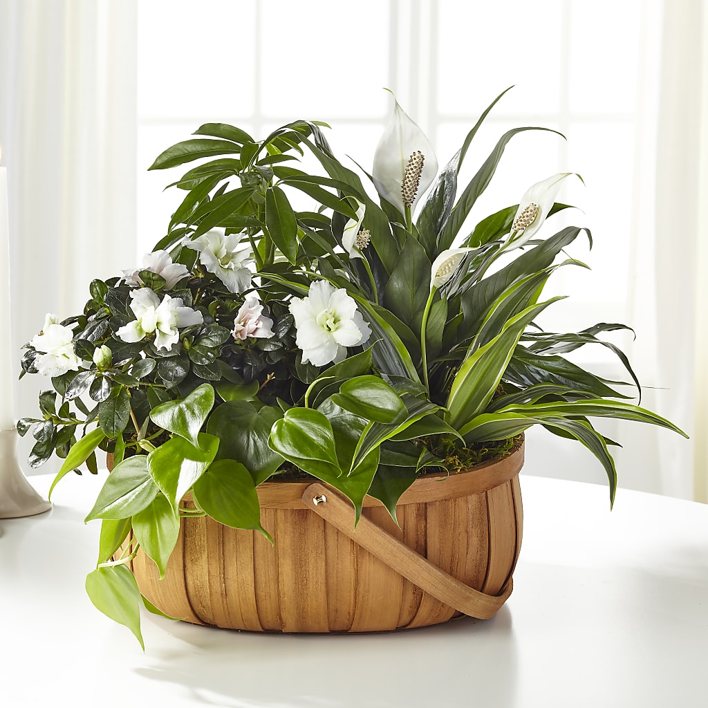 Serene Dishgarden –  Usa Flowershop Llc, Pompano Beach FL