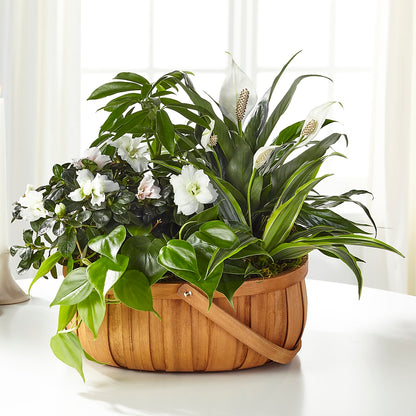 Serene Dishgarden –  Usa Flowershop Llc, Pompano Beach FL