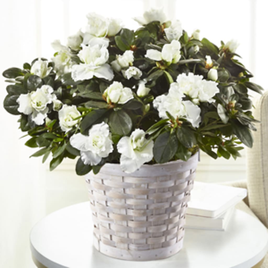 White Azalea Plant –  Usa Flowershop Llc, Pompano Beach FL