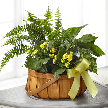 Always Dear Dishgarden –  Usa Flowershop Llc, Pompano Beach FL