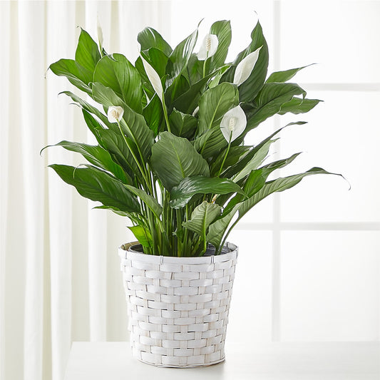 A New Leaf Peace Lily –  Usa Flowershop Llc, Pompano Beach FL