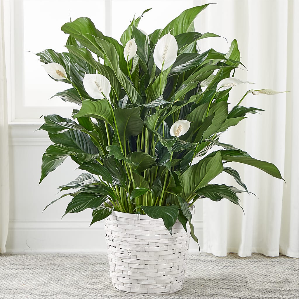 A New Leaf Peace Lily –  Usa Flowershop Llc, Pompano Beach FL