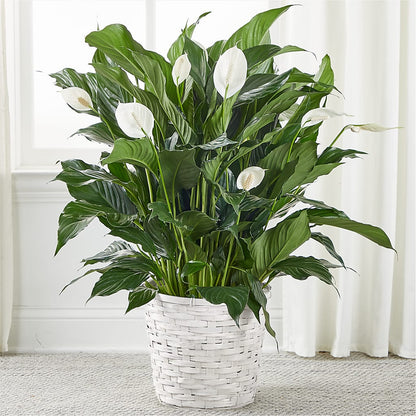 A New Leaf Peace Lily –  Usa Flowershop Llc, Pompano Beach FL
