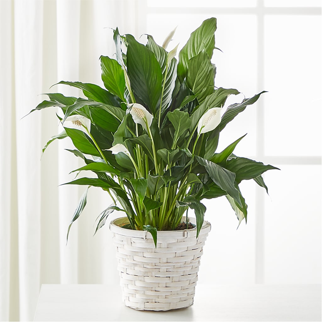 A New Leaf Peace Lily –  Usa Flowershop Llc, Pompano Beach FL