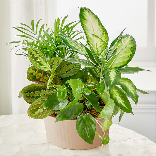 Balance & Harmony Dishgarden –  Usa Flowershop Llc, Pompano Beach FL