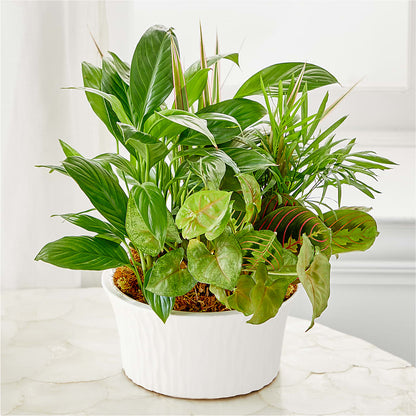 Balance & Harmony Dishgarden –  Usa Flowershop Llc, Pompano Beach FL