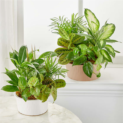 Balance & Harmony Dishgarden –  Usa Flowershop Llc, Pompano Beach FL