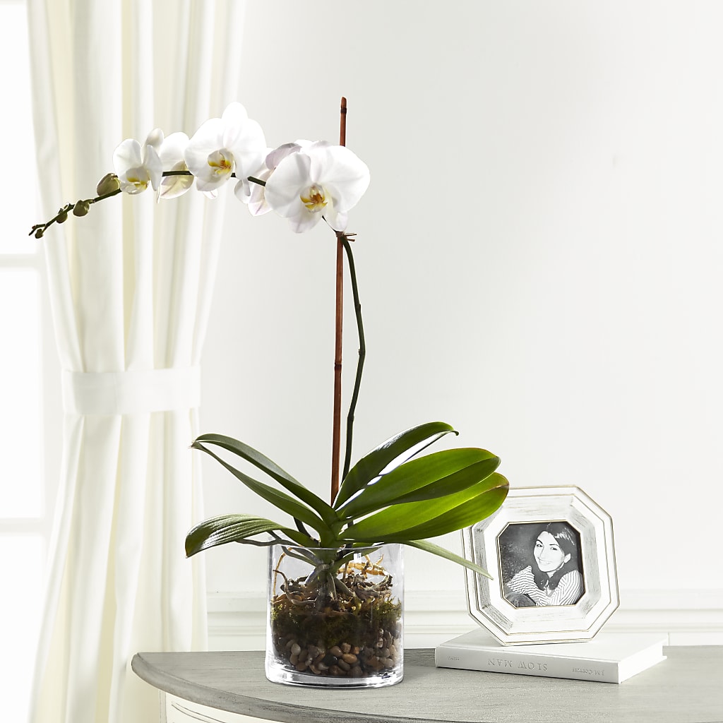 White Orchid Planter –  Usa Flowershop Llc, Pompano Beach FL