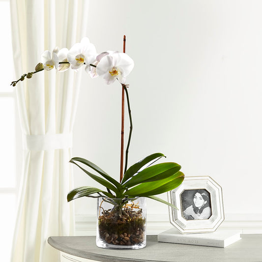 White Orchid Planter –  Usa Flowershop Llc, Pompano Beach FL