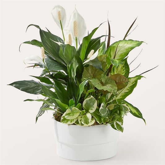 Radiating Positivity Dishgarden –  Usa Flowershop Llc, Pompano Beach FL